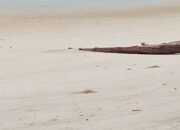 Bukan Lagi Sembunyi, Tambang Timah Ilegal Pamer Kekuatan di Bibir Pantai